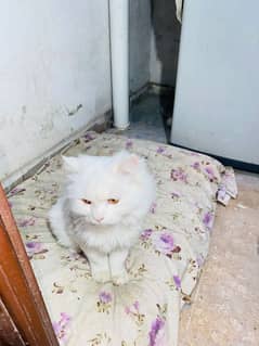 white persian cat / triple coated / male