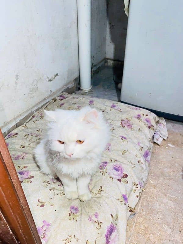 white persian cat / triple coated / male 0