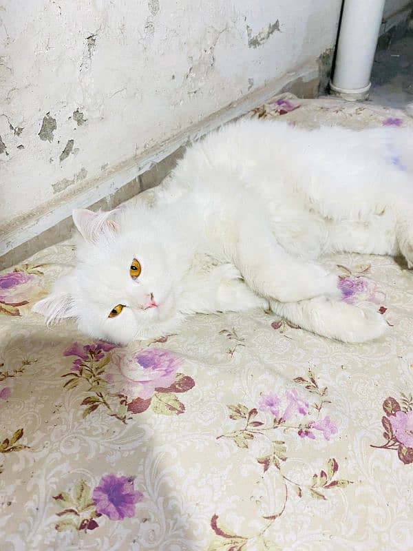 white persian cat / triple coated / male 1