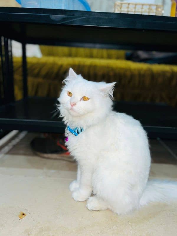 white persian cat / triple coated / male 4