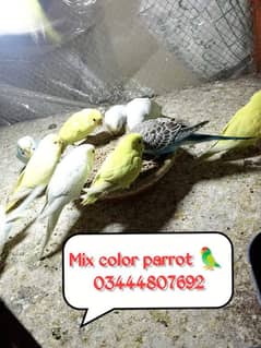 Mix Color Australian Parrots