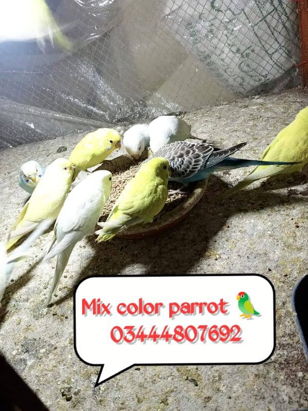 Mix Color Australian Parrots 0