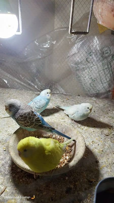 Mix Color Australian Parrots 4