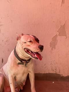 American pitbull terrier female