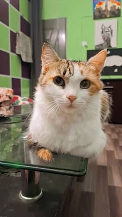 Persian female cat with her 2 babies