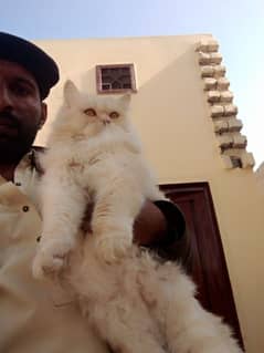 pure parsian cat triple coat argent sale contact number 03023806379