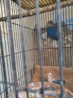 breeder Love bird pair