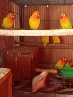 Latino parsanta/ albino firsher mix birds