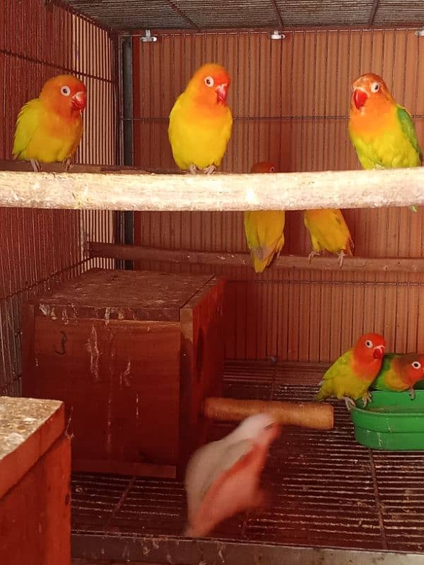 Latino parsanta/ albino firsher mix birds 0