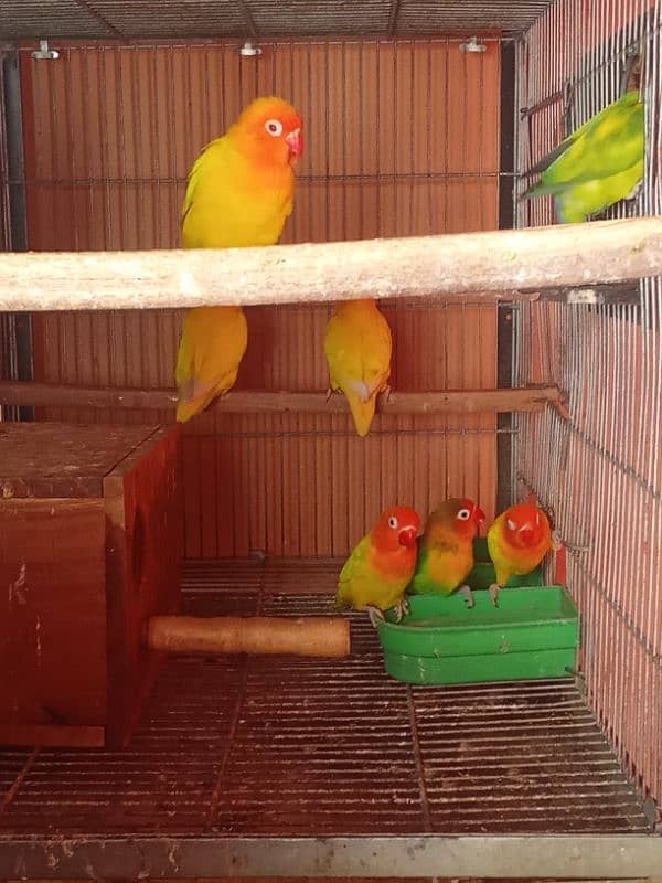 Latino parsanta/ albino firsher mix birds 1