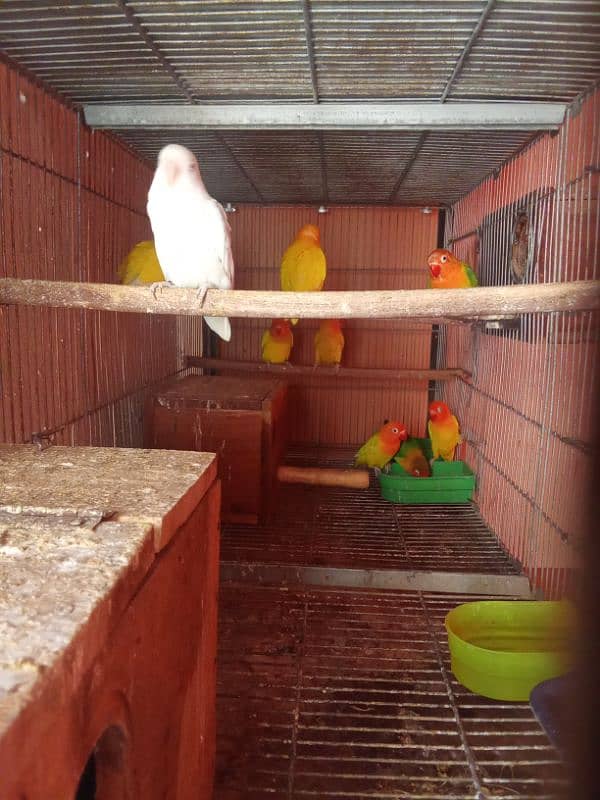 Latino parsanta/ albino firsher mix birds 2