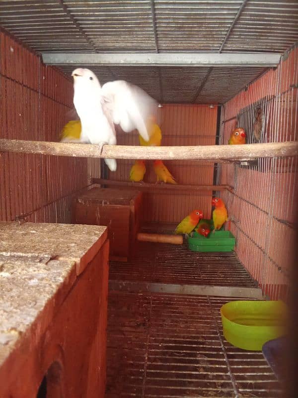 Latino parsanta/ albino firsher mix birds 4