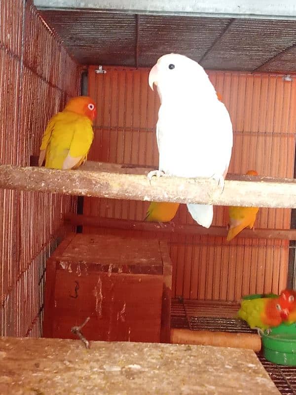 Latino parsanta/ albino firsher mix birds 5