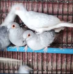 diamond doves pair