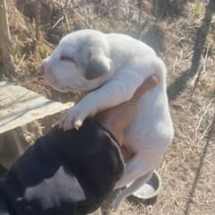 pure old bully puppies for sale