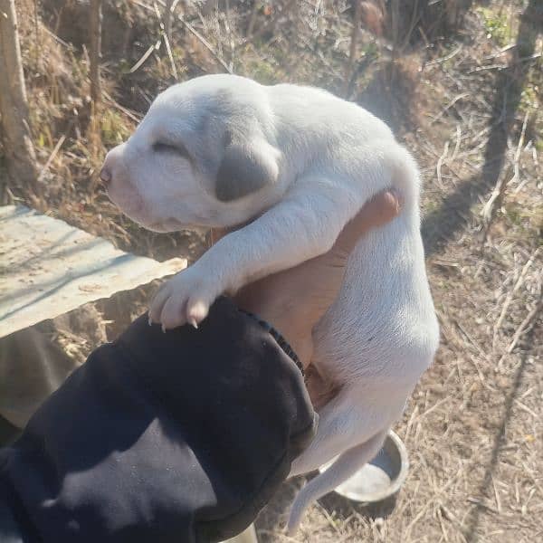 pure old bully puppies for sale 0