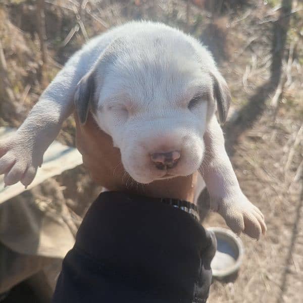 pure old bully puppies for sale 1