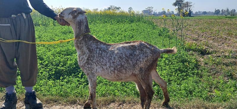 Goat | cheeni bakri | makhi cheni goat | Breader Goat | Goat baby/بکری 0