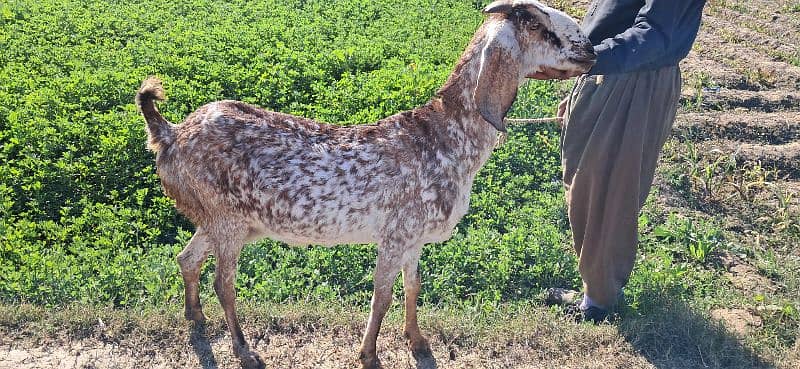 Goat | cheeni bakri | makhi cheni goat | Breader Goat | Goat baby/بکری 1