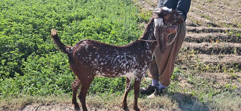 Goat | cheeni bakri | makhi cheni goat | Breader Goat | Goat baby/بکری 2