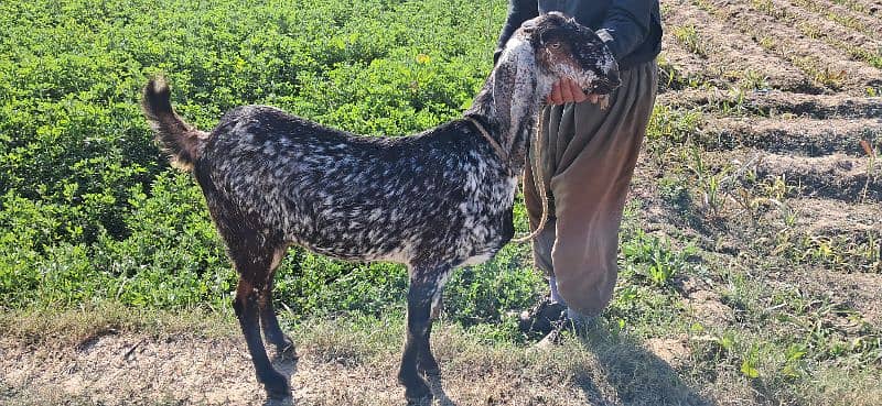 Goat | cheeni bakri | makhi cheni goat | Breader Goat | Goat baby/بکری 3