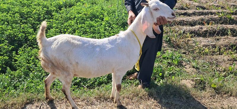 Goat | cheeni bakri | makhi cheni goat | Breader Goat | Goat baby/بکری 4