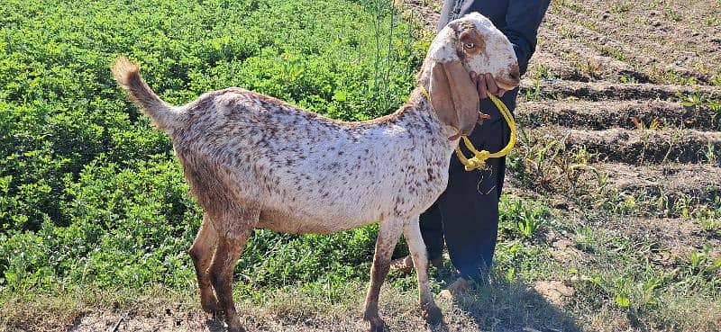 Goat | cheeni bakri | makhi cheni goat | Breader Goat | Goat baby/بکری 5