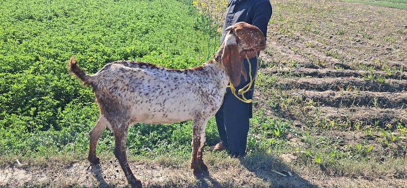 Goat | cheeni bakri | makhi cheni goat | Breader Goat | Goat baby/بکری 6