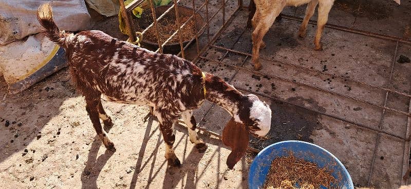 Goat | cheeni bakri | makhi cheni goat | Breader Goat | Goat baby/بکری 7