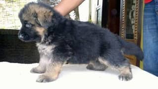 100% German shepherd  yorkshire Terrier golden Retriever and shihtzu