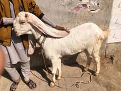 gulabi bakri