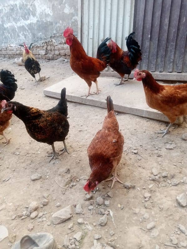 Folden Misri. Hens Are Available 0