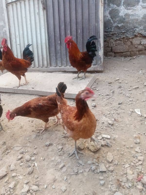 Folden Misri. Hens Are Available 1