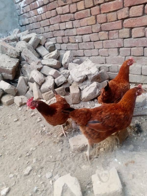 Folden Misri. Hens Are Available 3