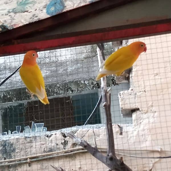 Lovebird breeder pair for sale. . 1