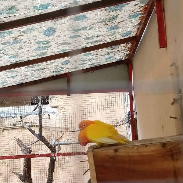 Lovebird breeder pair for sale. . 4