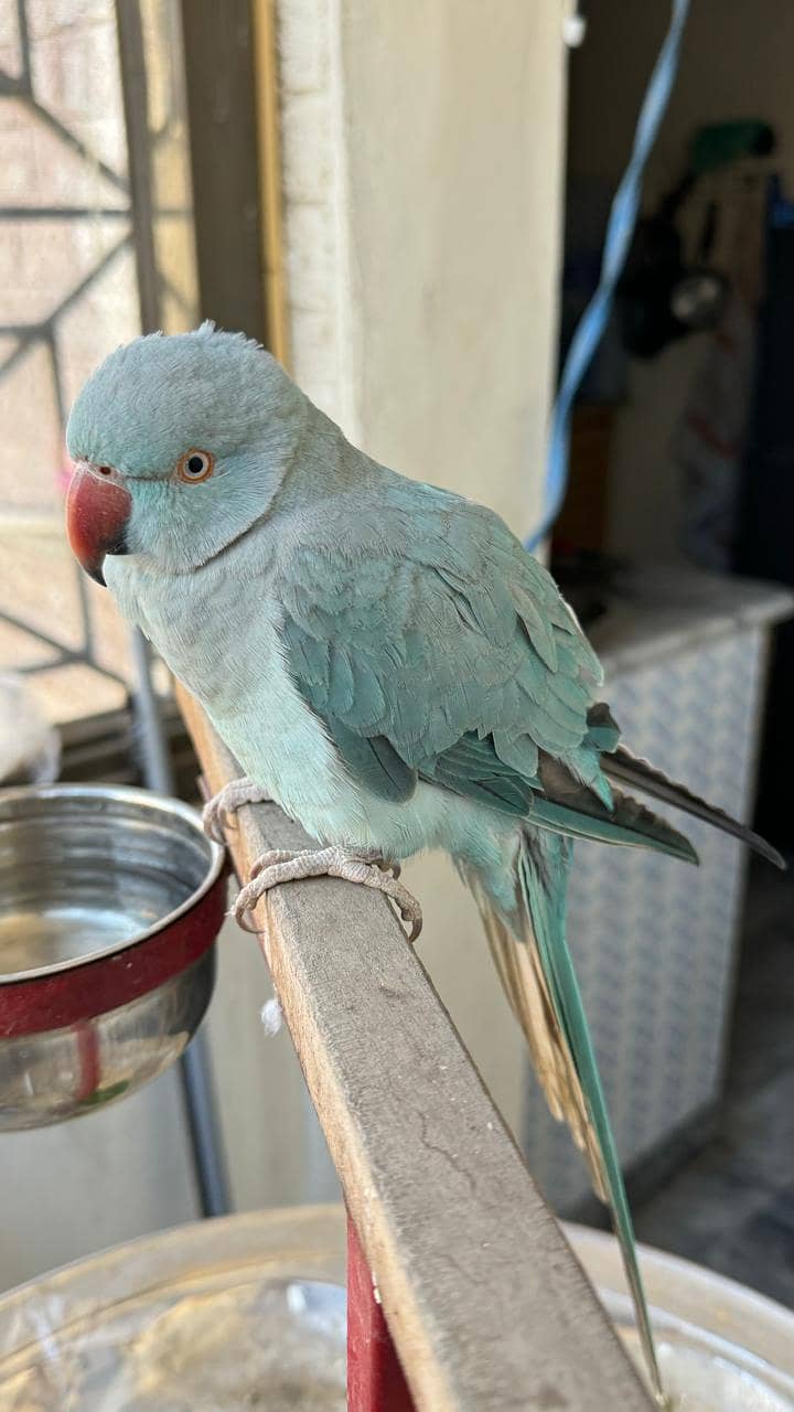 Blue Ringneck 0