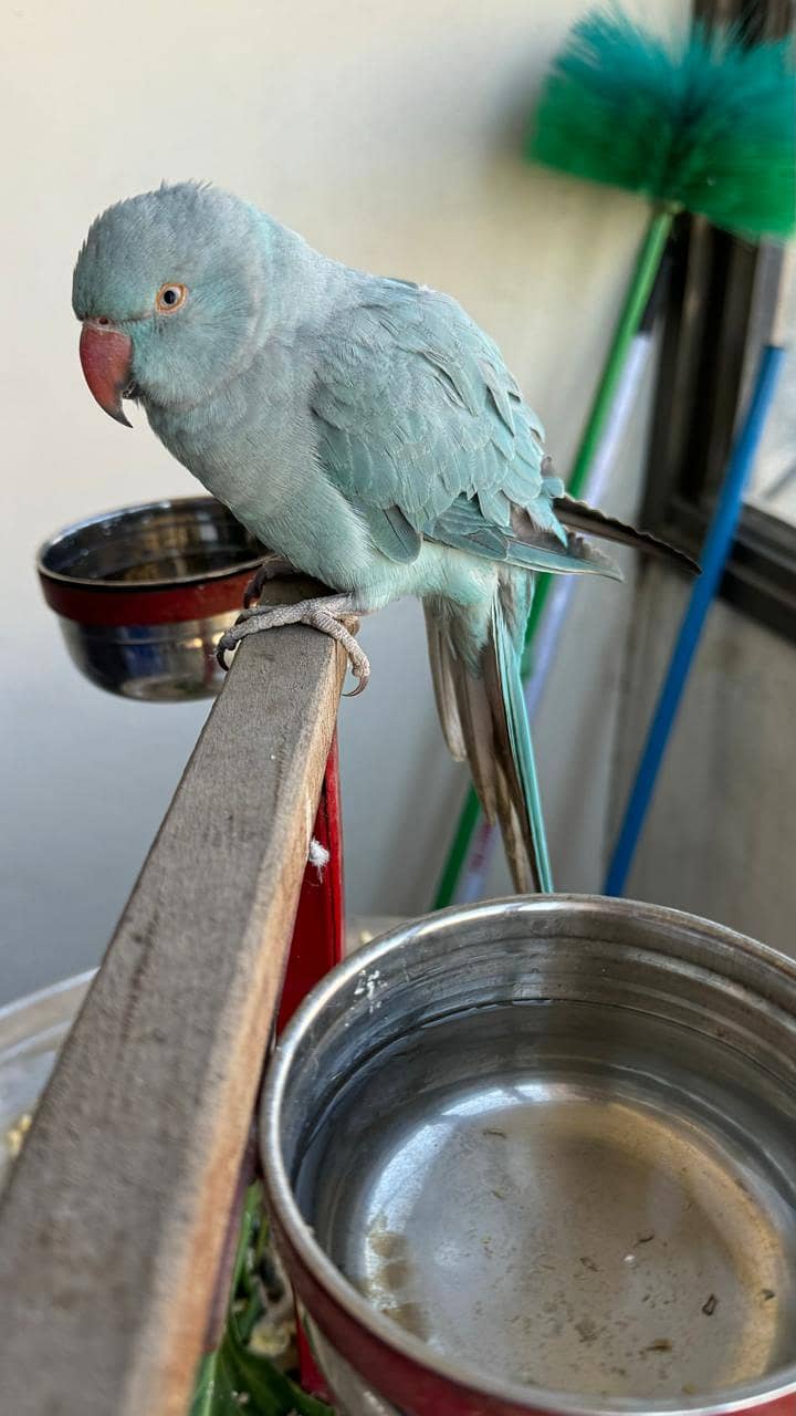 Blue Ringneck 1