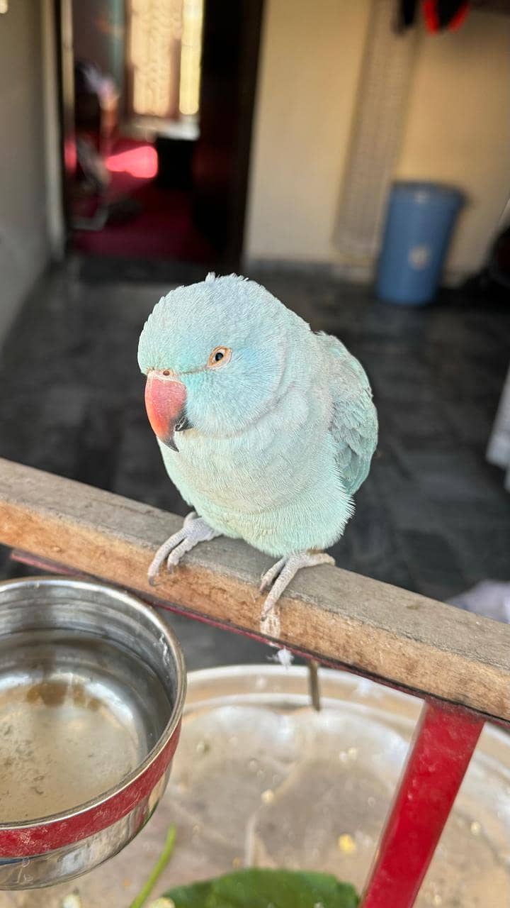 Blue Ringneck 5