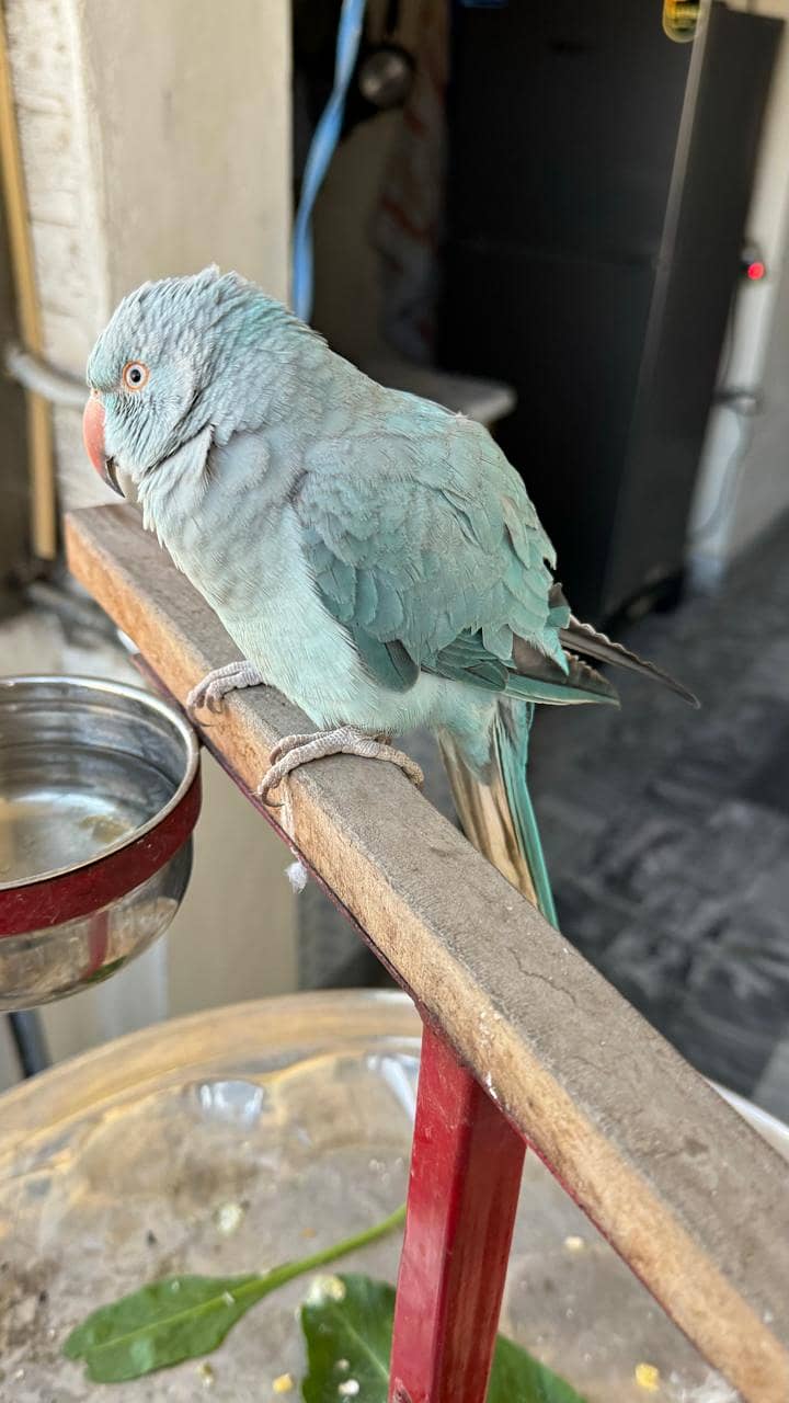 Blue Ringneck 7