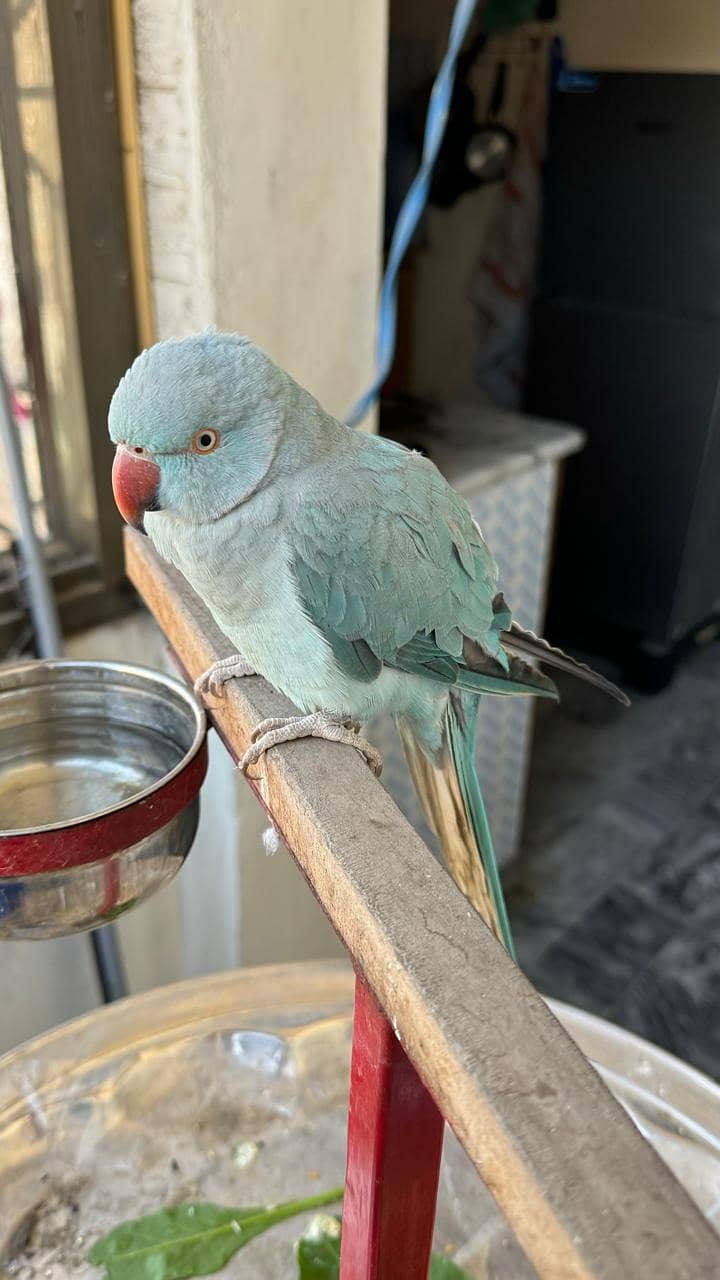 Blue Ringneck 8