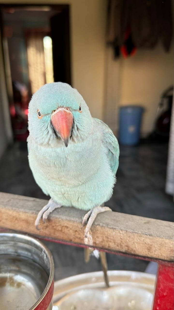 Blue Ringneck 10