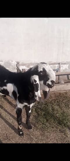 beetal Bakra for sale