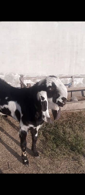 beetal Bakra for sale 0