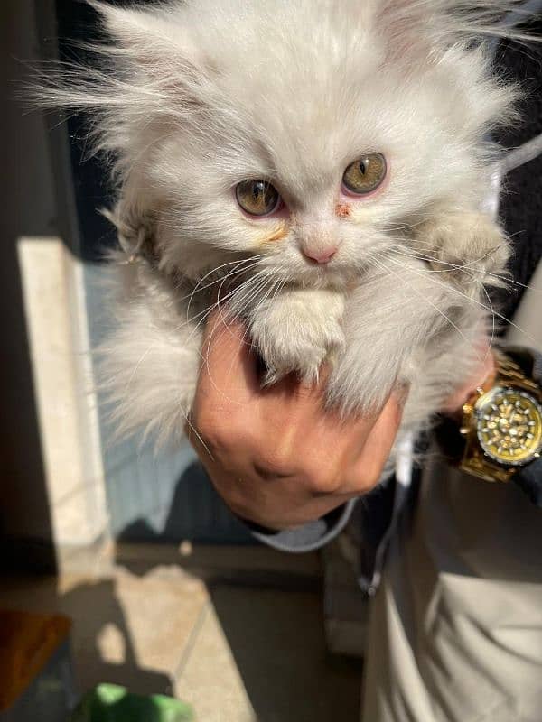 persian kitten white 0