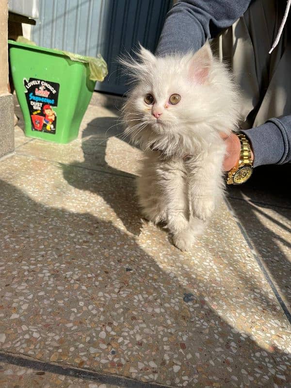 persian kitten white 1