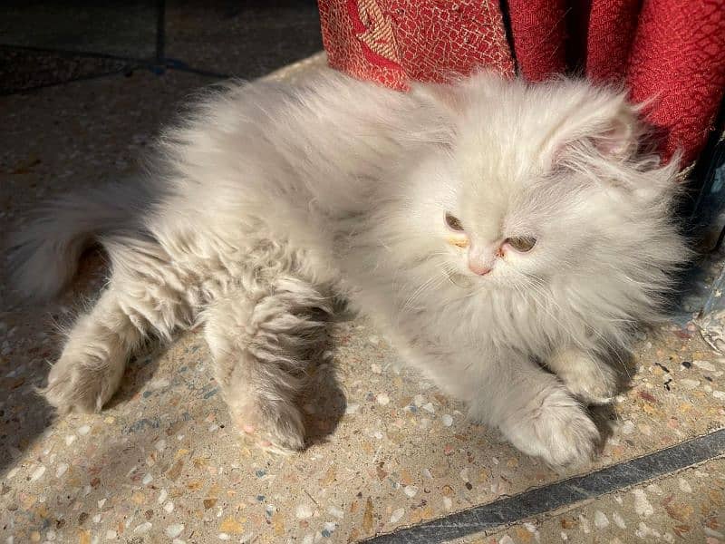 persian kitten white 2