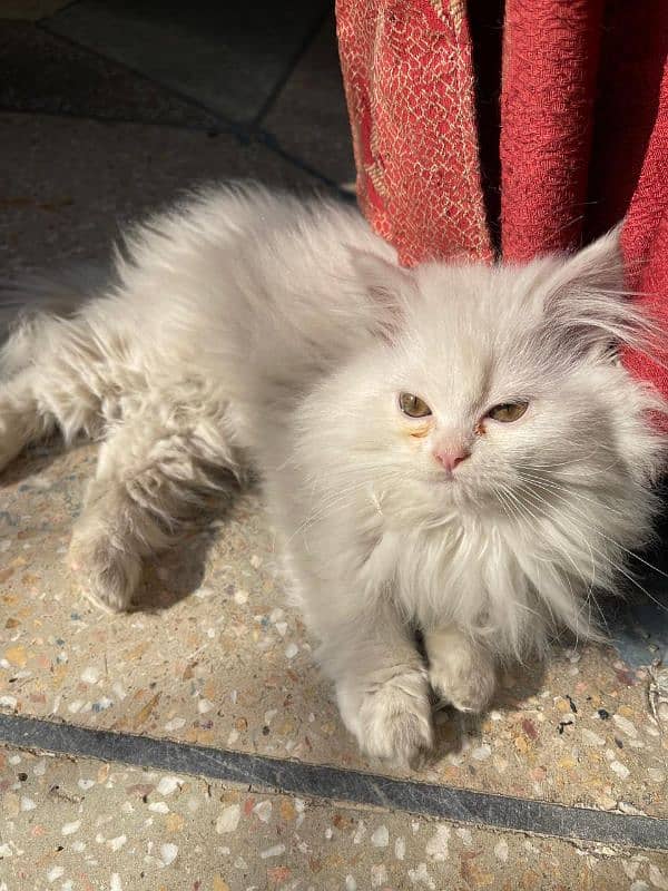 persian kitten white 3