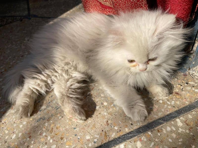 persian kitten white 4