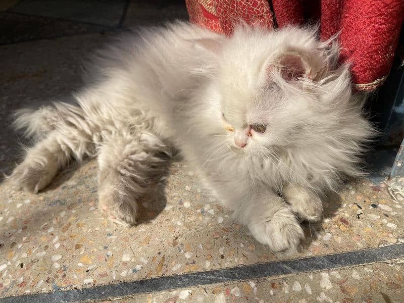 persian kitten white 5